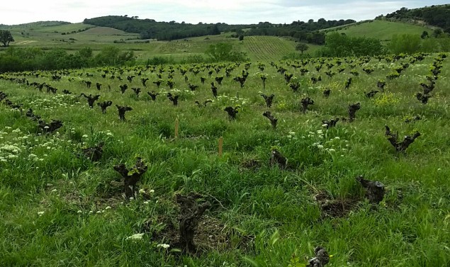 Old vine Grenache in Languedoc