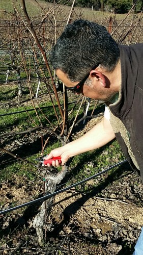 Vineyard manager Mariano Navarro pruning vines on Mount Veeder