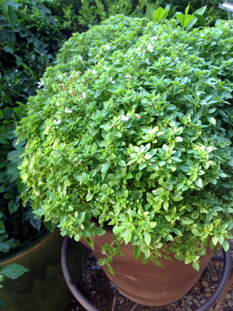 Basil 'Boxwood' has tiny leaves and a natural globe shape. 