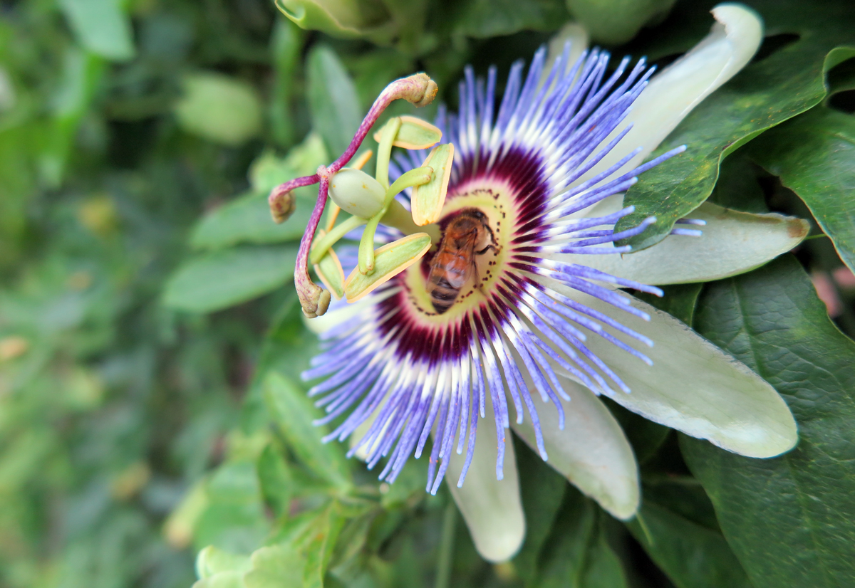 In The Garden Passion Flower In Its Prime D Magazine