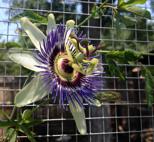 Passion flower quickly attaches to any nearby structure, be it a fence or arbor. 
