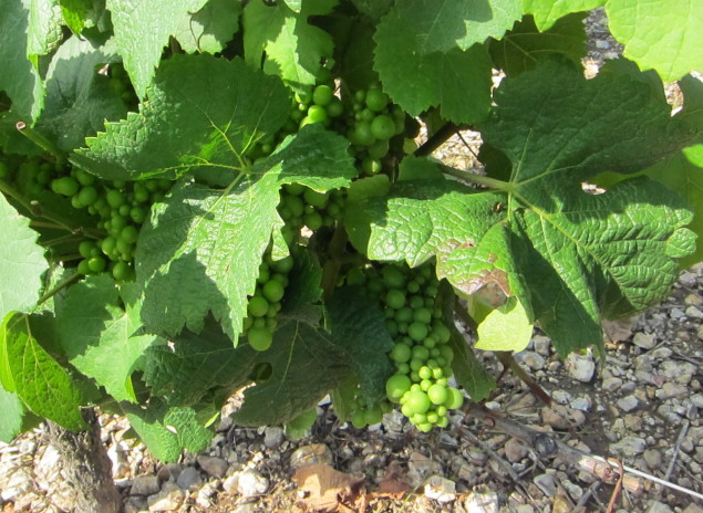 Sauvignon Blanc vines in Sancerre, Loire Valley, France; photo by Hayley Hamilton Cogill