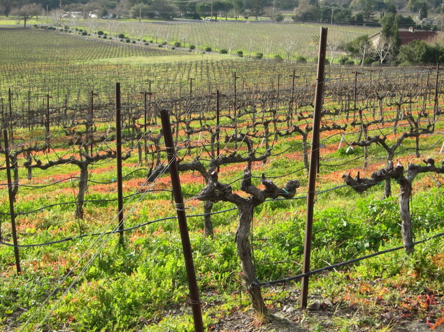 Signorello Vineyards in Napa Valley