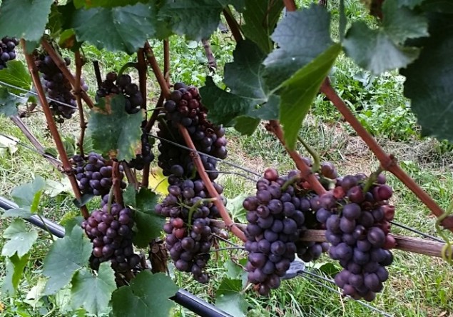 Ripe Pinot Grigio vines in Alto Adige.