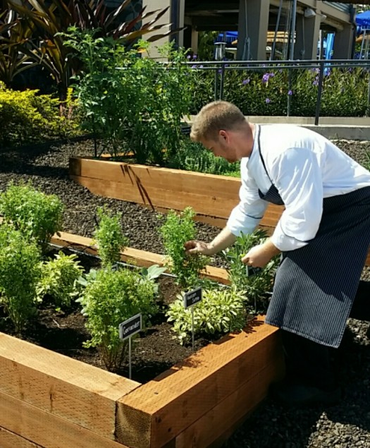Chef de Partie, Jonathan Haynes, gathers herbs outside The Banyan Tree