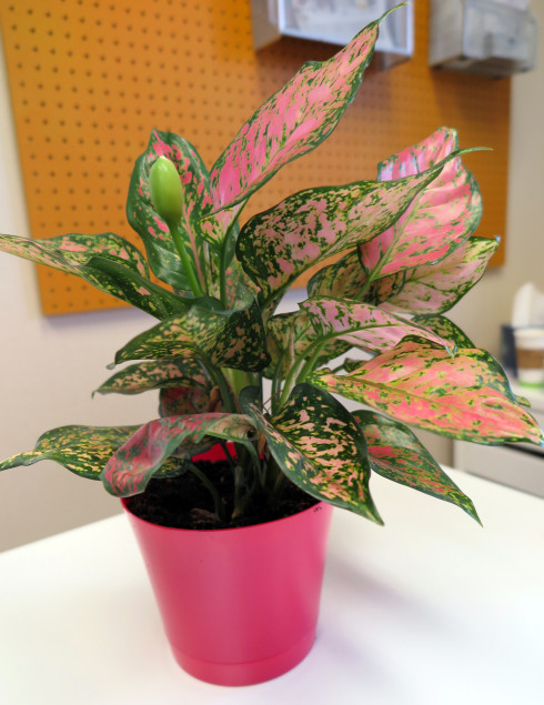 Halleck_Aglaonema_red_sm