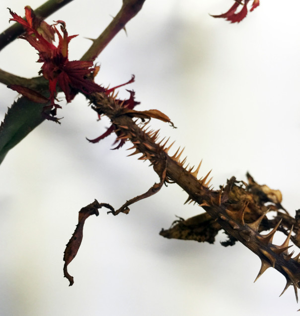 An overabundance of dense thorns that also turn red. 
