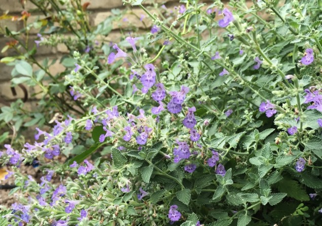 Catmint is an excellent foraging plant or honeybees.