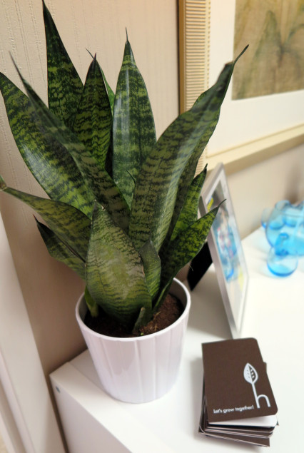 Halleck_sansevieria_sm