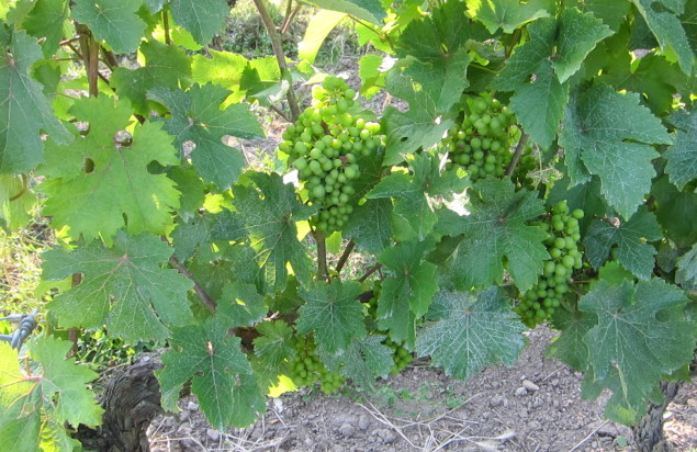 Ripening Chenin Blanc vines in the Loire Valley, France; photos by Hayley Hamilton Cogill