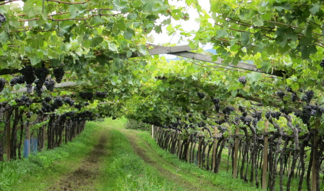 Pergola trained Schiava vines in Alto Adige