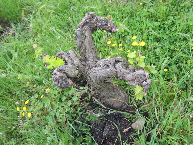 Old vine Grenache in the Coteaux-du-Languedoc Faugères AOC