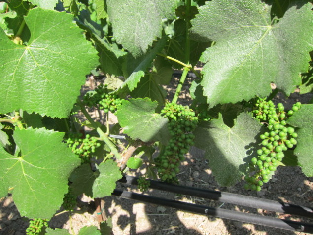 Young Martini clone Pinot Noir in the Russian River AVA