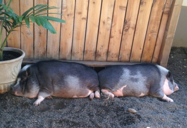 Loco and Moco, the potbelly pig members of the 
