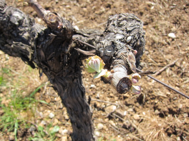 100 year old  Mourvedre vines in Languedoc, France