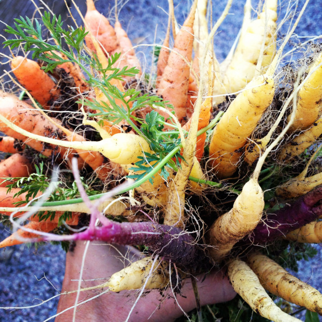 Halleck_ Carrot_Daucus_carota_Harvest_Enhanced