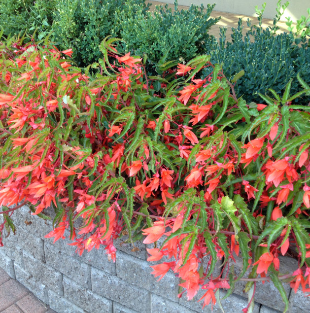 Halleck_Begonia_boliviensis_Bonfire_Blooming