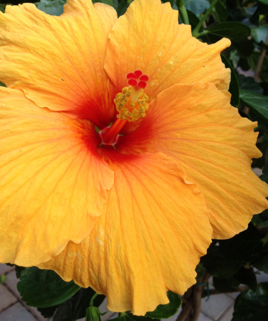 Halleck_hibiscus_yellow