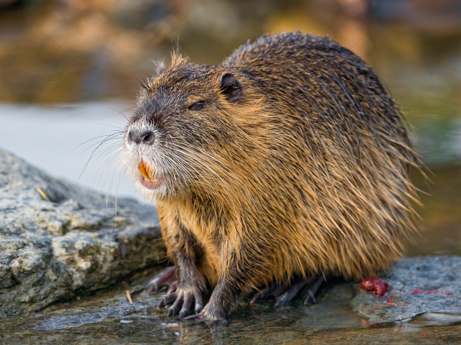 Nutria Attack