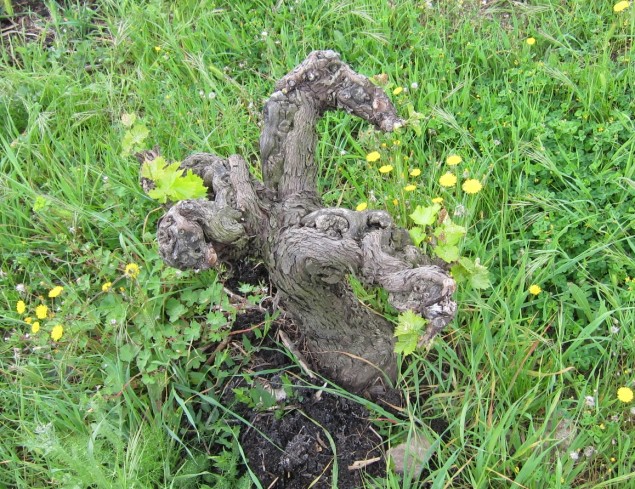 60 year old Grenache vine at Domaine Léon Barral