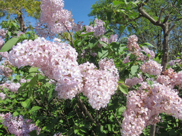 Wild lilacs throughout the Languedoc enhance the aromas and floral notes in the wines. 
