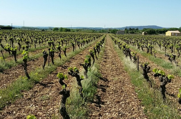 100 year old Mourvedre vines in Languedoc, France; all photos by Hayley Hamilton Cogill