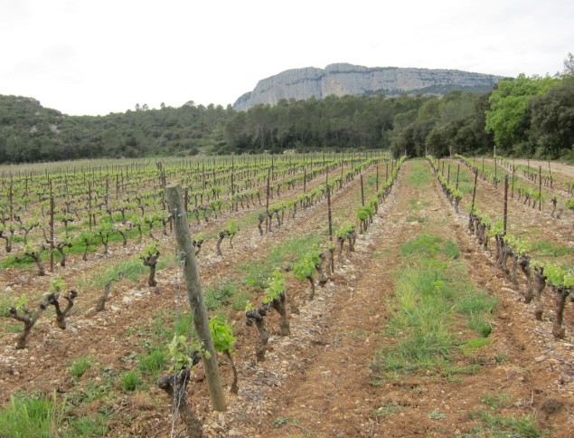 Vineyards of Pic Saint-Loup AOC