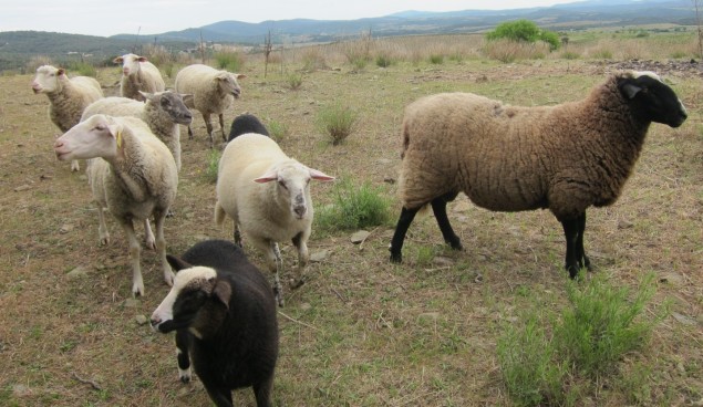 Sheep, goats and cows are used by some vintners who employ sustainable winemaking practices to help with cover crop removal.