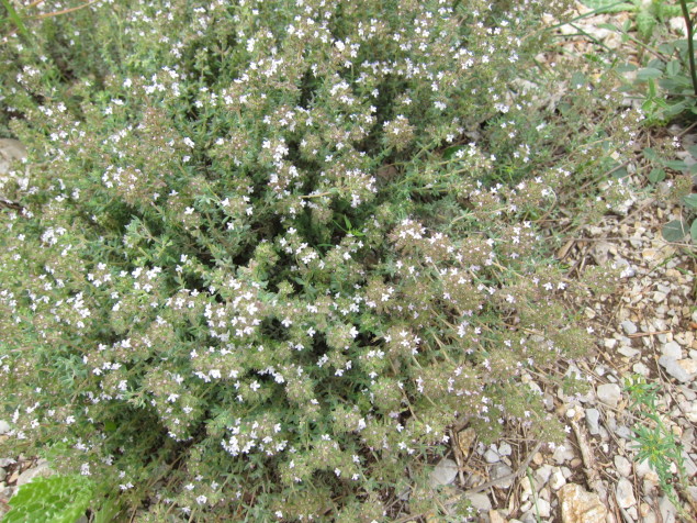 Wild thyme growing in Pic Saint-Loup, a part of the aromatic herbal garrigue. 