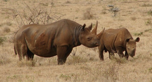 Black rhinos   (photo via Wikimedia commons)