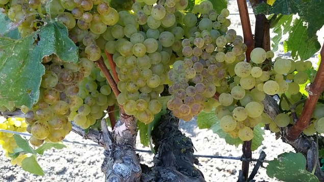 Chardonnay vines in Napa Valley 