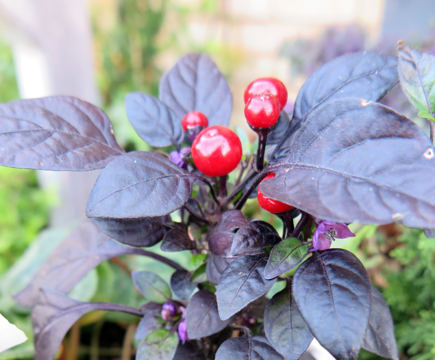 Halleck)Ornamentalpepper_Capsicum_BlackPearl_withwhitecyclamen (5)