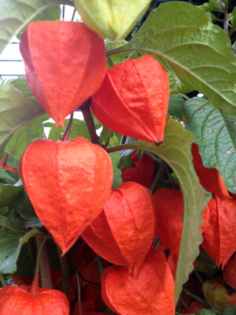 Halleck_ ChineseLantern_Physalis_alkekengi_UpClose