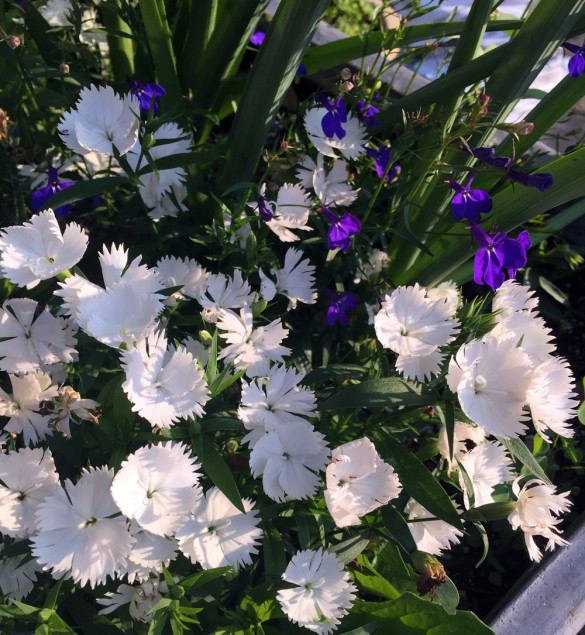 Halleck_Dianthus_Hybrid_White (1)