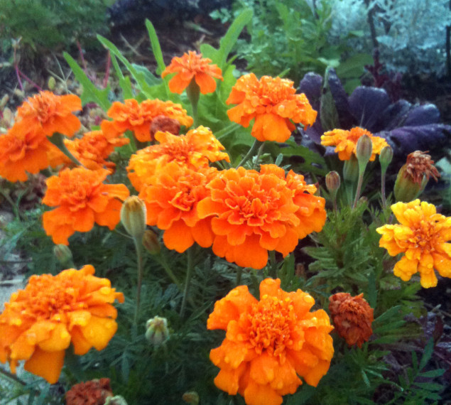 Halleck_FrenchMarigold