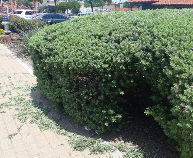 SO...so wrong. Don't plant shrubs that are too large for the space and you won't have to butcher them. 