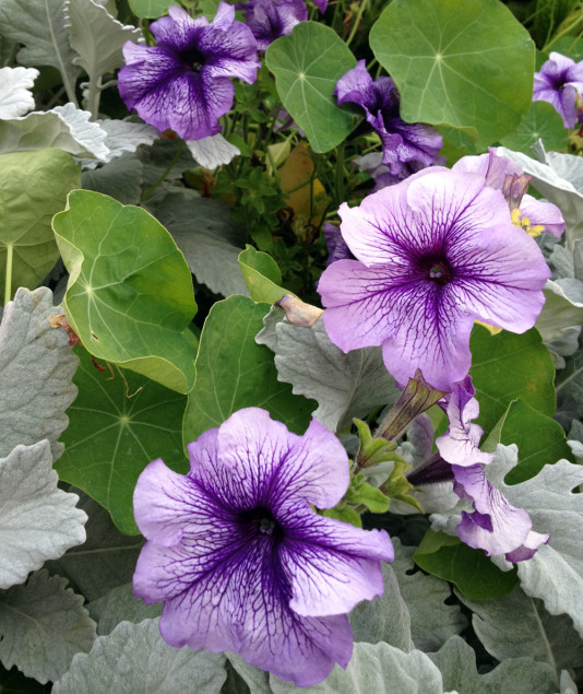 Halleck_Petunia_x_hybrida_Purple_DustyMiler_NasturtiumLeaves