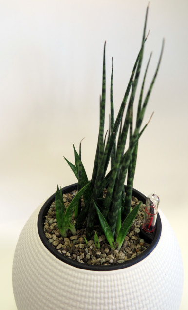 Sansevieria Fernwood ‘Micado’