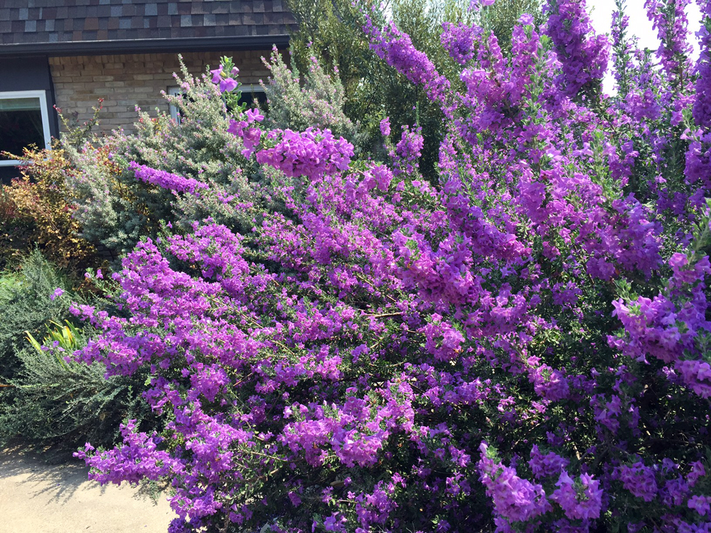 TEXAS SAGE Shrub Live Flowering Purple Home Landscape Plants Garden Bush 3 gal 