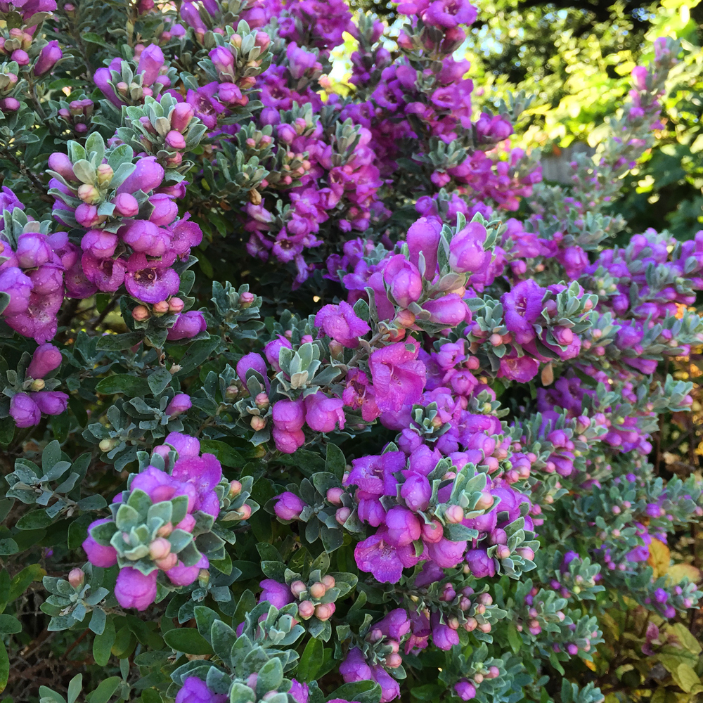 in-the-garden-texas-sage-blooms-abound-d-magazine