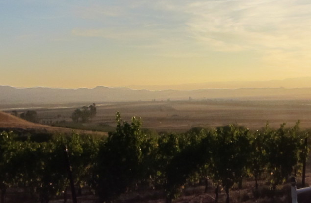 Sunrise over the Gloria Ferrer vineyards in  Carneros
