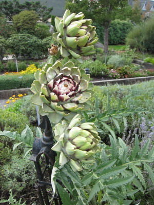 Flowering artichokes in the Herbfarm garden