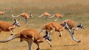 RedKangaroosJumping_du_1920x1080-728x410