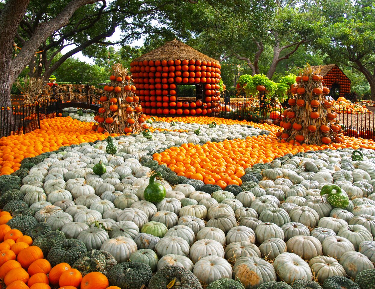 Dallas Arboretum pumpkins