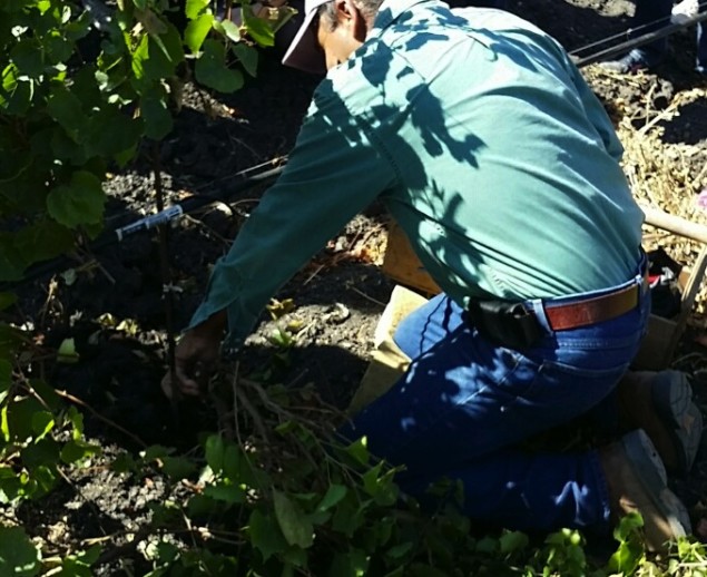 Vineyard Manager Alberto Robledo preparing to graft Pinot Blanc vines at Gloria Ferrer. 