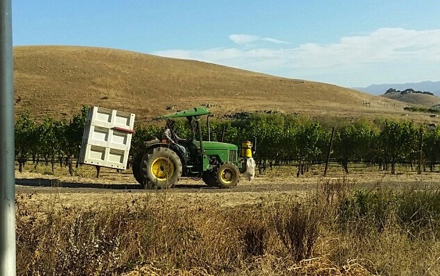 Our harvested fruit moving from the vineyard to the winery.