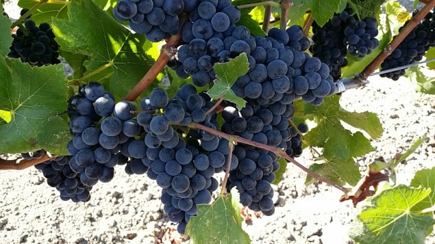 Pinot Noir vines at Circle Bar Ranch, a Gloria Ferrer Vineyards and Winery estate; all photos by Hayley Hamilton Cogill