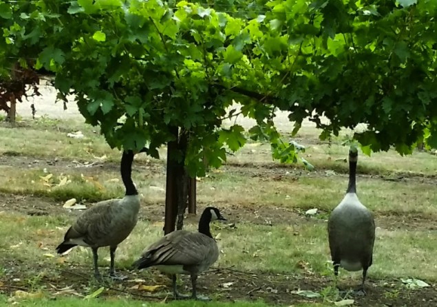 Wild, grape eating geese at Chateau Ste. Michelle