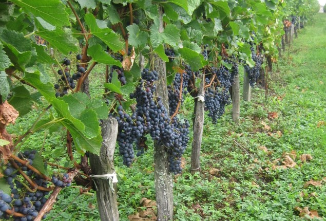 Merlot vines in Bordeaux, France; all photos by Hayley Hamilton Cogill