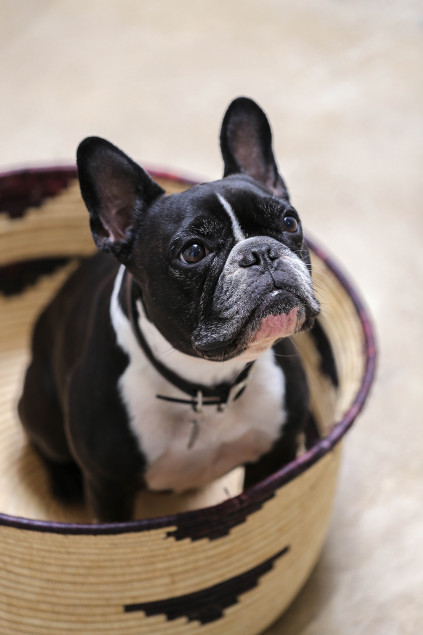 Shop dog Peter makes the Enzi basket even cuter.